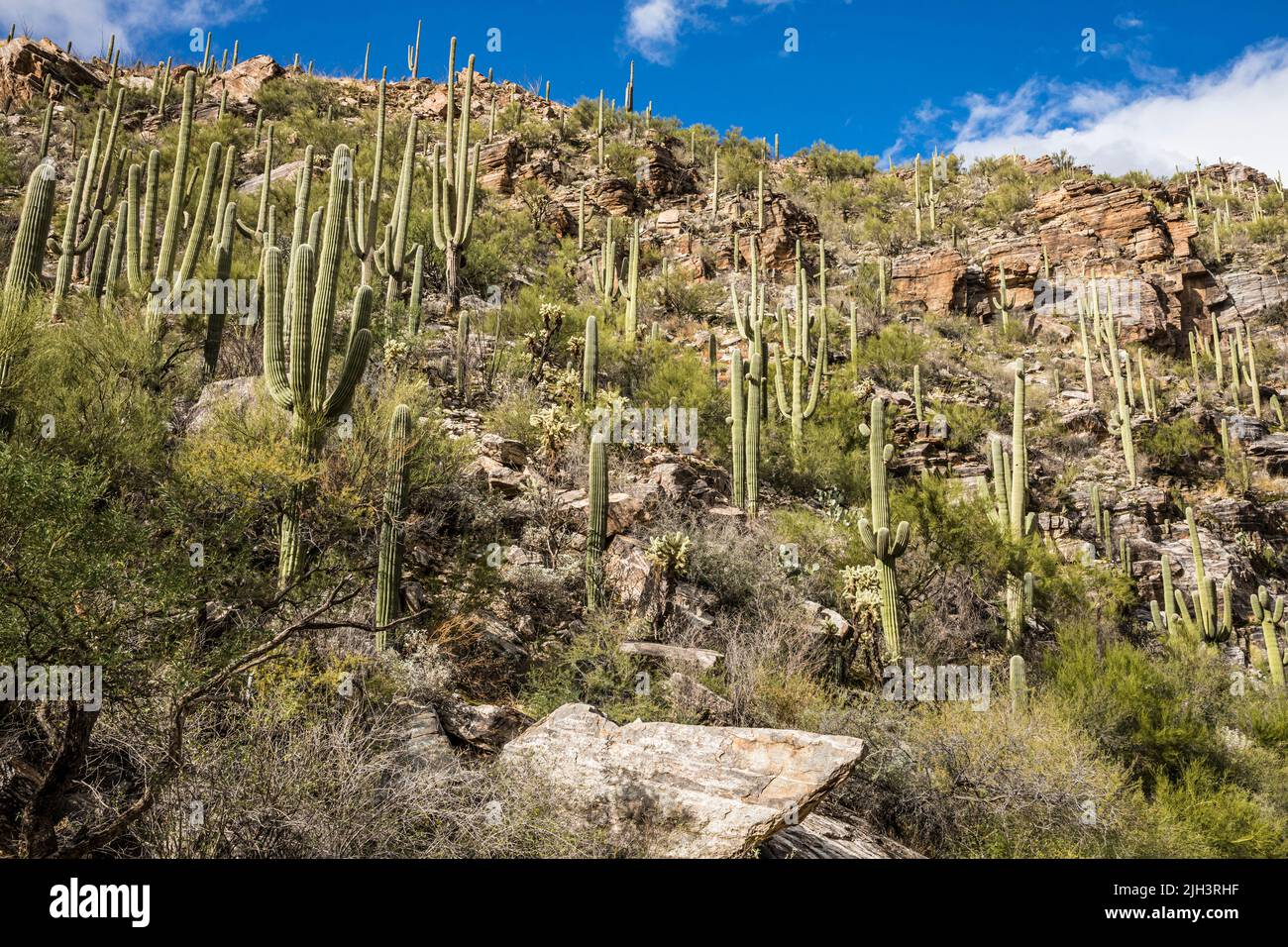 Acantilados y Cactus Saguaro en el Área Recreativa Sabino Canyon, Arizona, EE.UU. Foto de stock