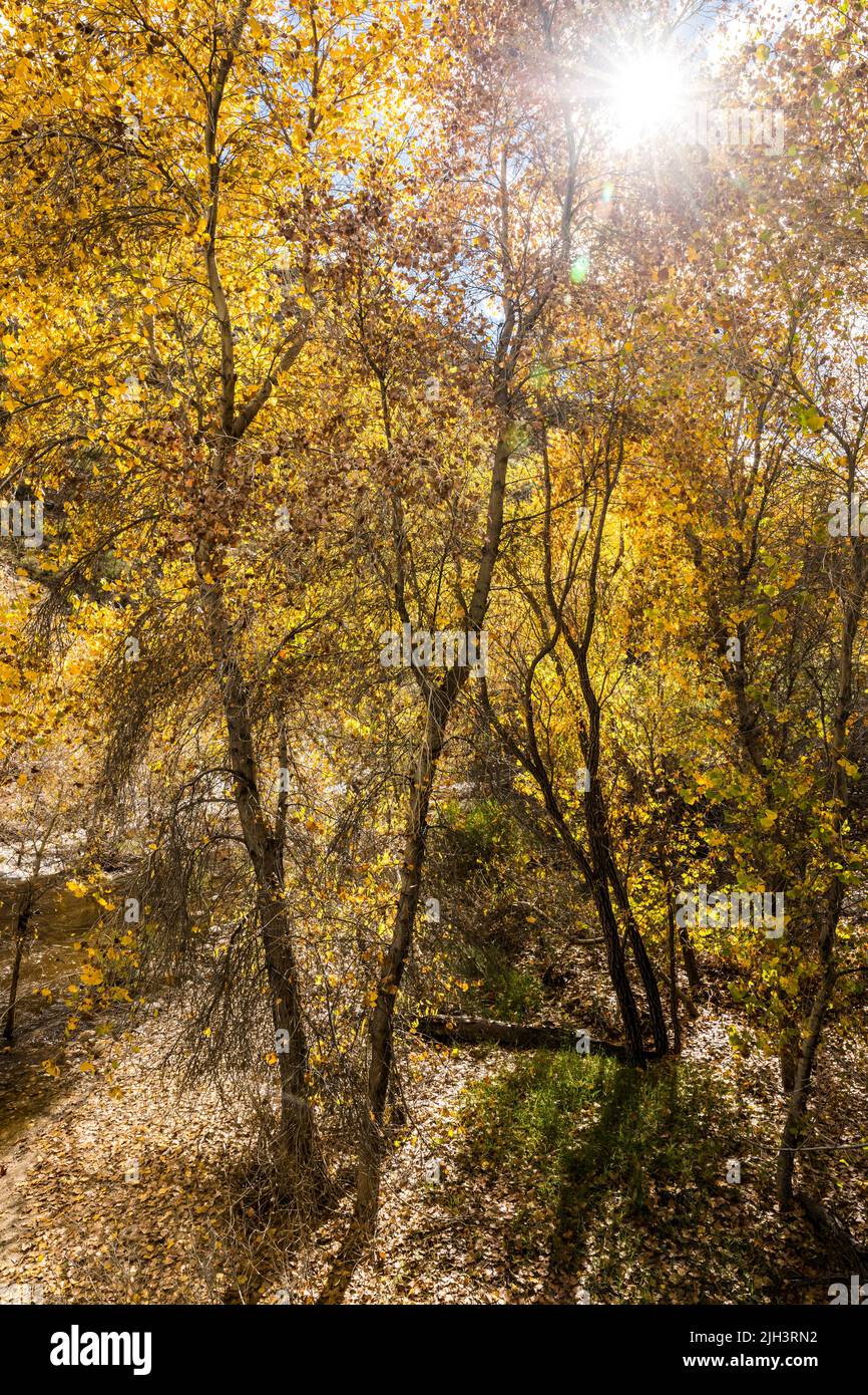 Contraluz y soleado colores del árbol de otoño en Sabino Canyon Recreation Area, Arizona, EE.UU. Foto de stock