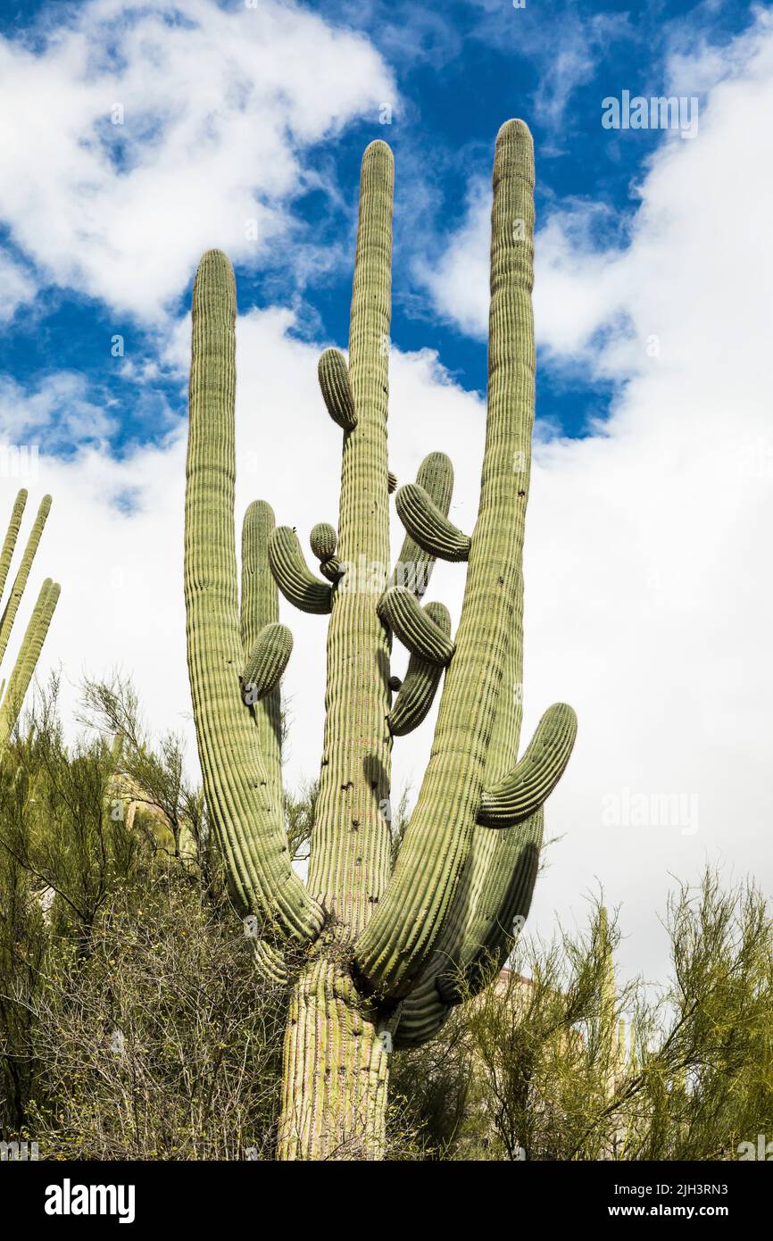 Un gran cactus Saguaro en el área de recreo de Sabino Canyon en las afueras de Tuscon, Arizona en un día tormentoso. Foto de stock