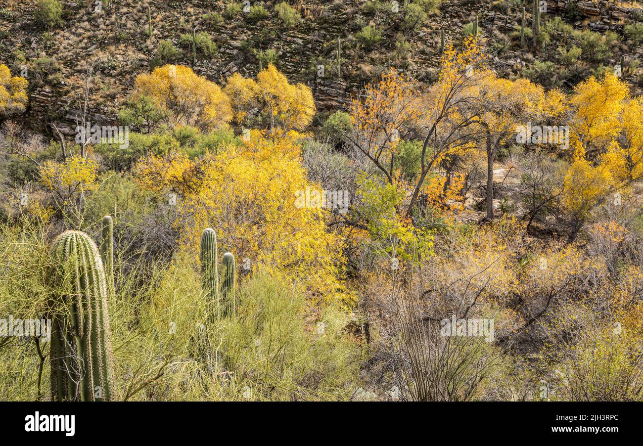 Una vista sobre Sabino Creek en Sabino Canyon Recreation Area, Arizona, Estados Unidos. Foto de stock