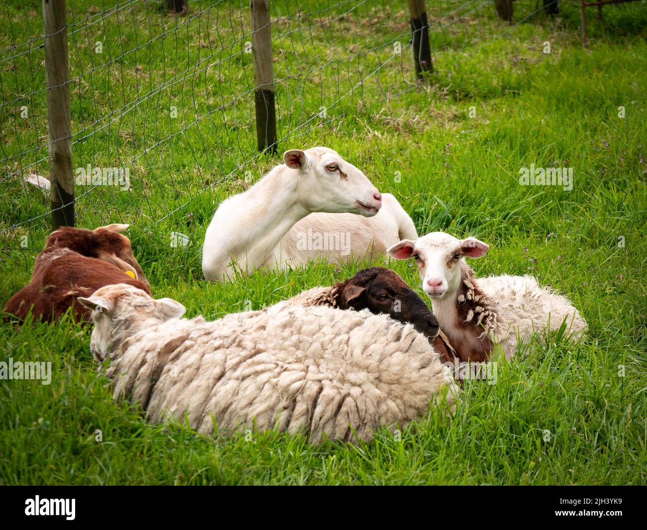 Unas pocas ovejas descansan en pasturas cercadas por la malla de alambre Foto de stock