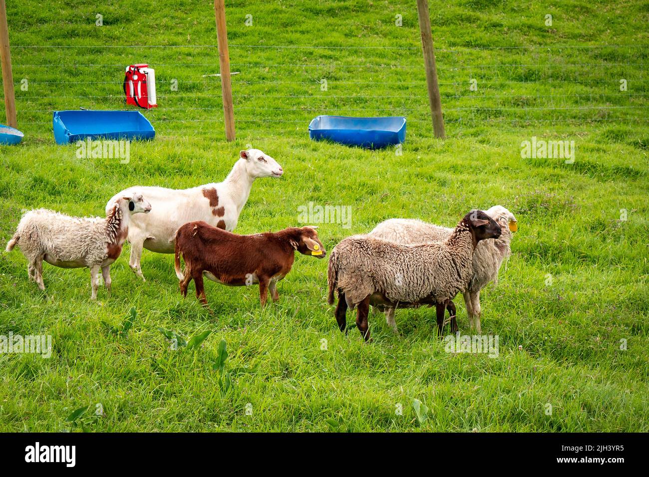 Algunas ovejas de diferentes colores caminar en pastos vallados por malla de alambre Foto de stock