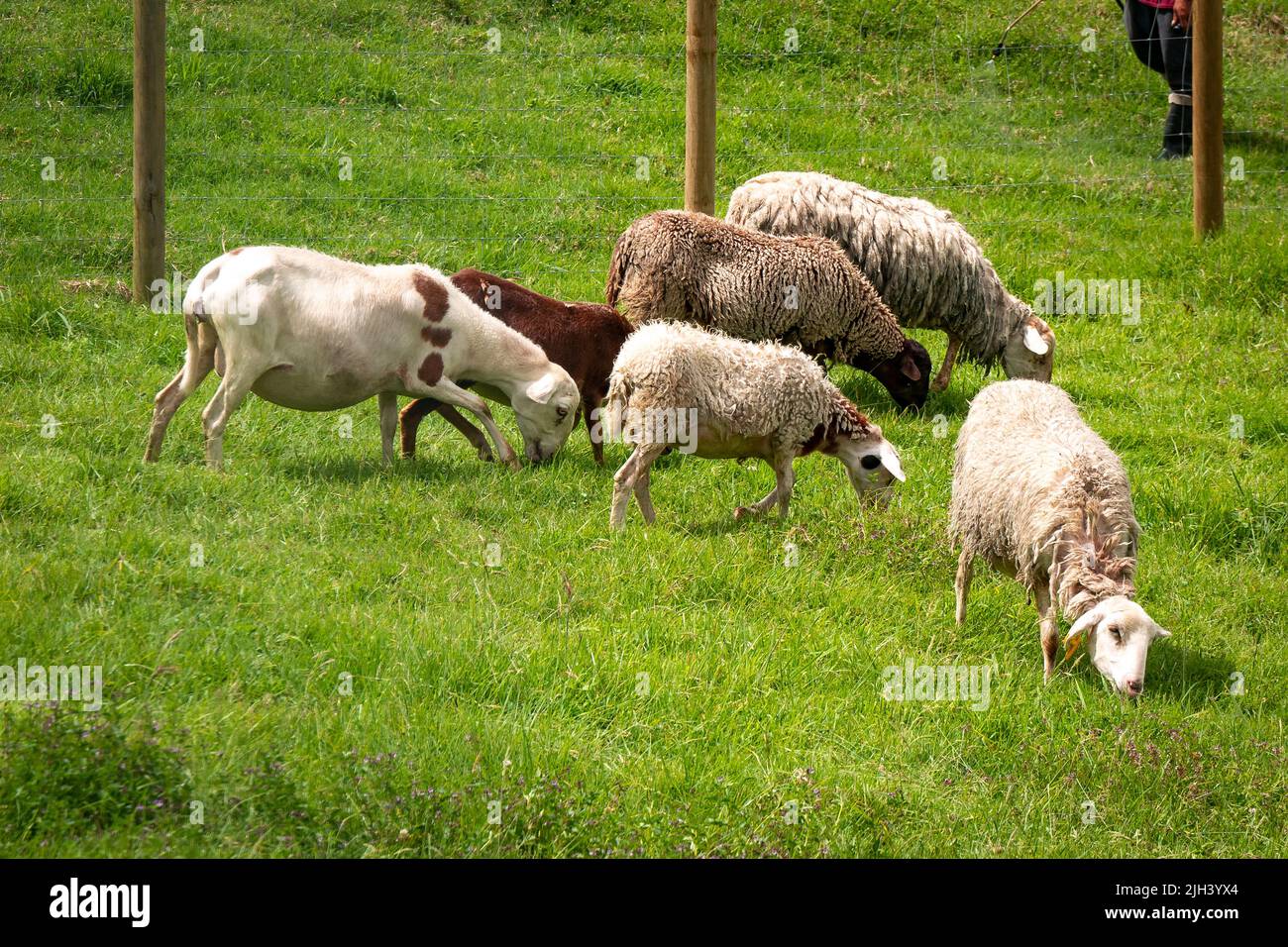 Un grupo de ovejas de diferentes colores comen hierba dentro de un cerco de malla de alambre Foto de stock