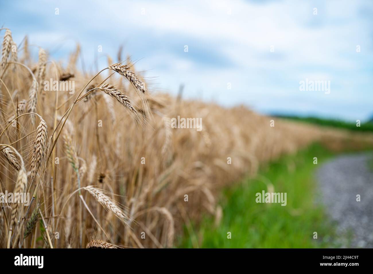 Espigas de trigo creciendo en el borde de un campo de hierba dorada en verano. Foto de stock