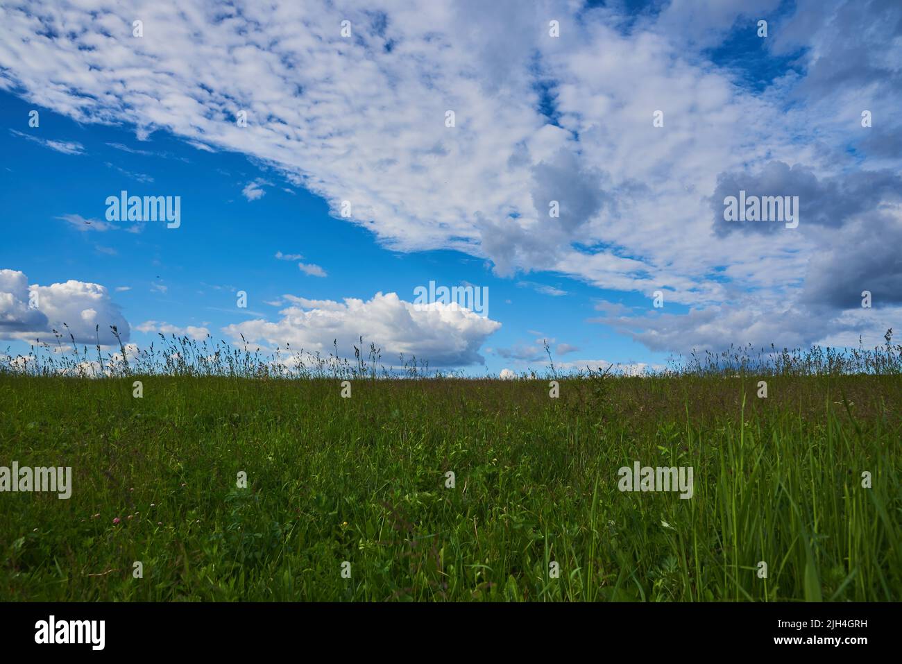 Un prado verde bajo un cielo azul brillante con gruesas nubes blancas. Paisaje de verano. Foto de stock