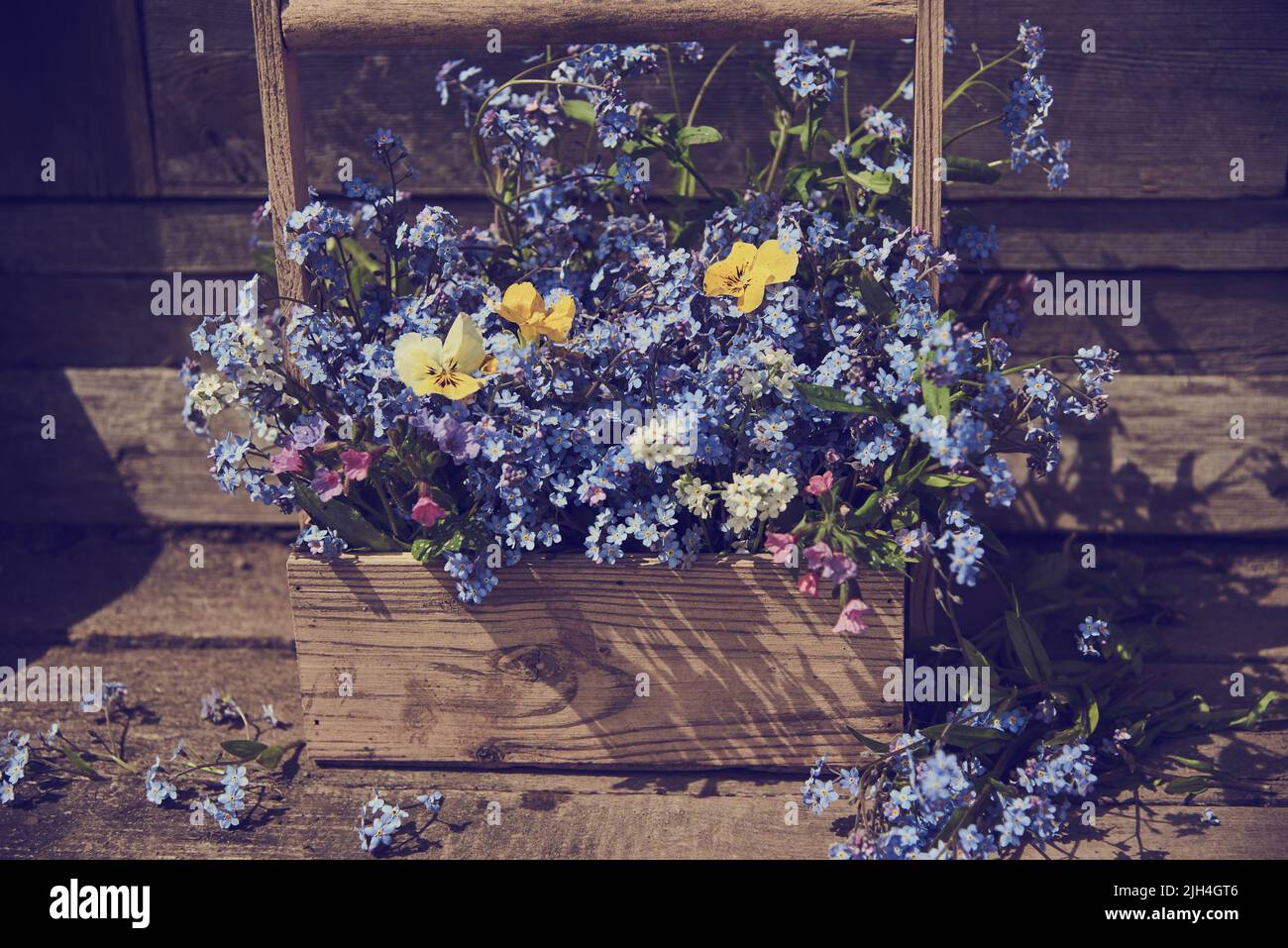 Una caja de madera con forget-me-nots azules, iluminada por el sol. Foto tintada, fondo floral. Foto de stock