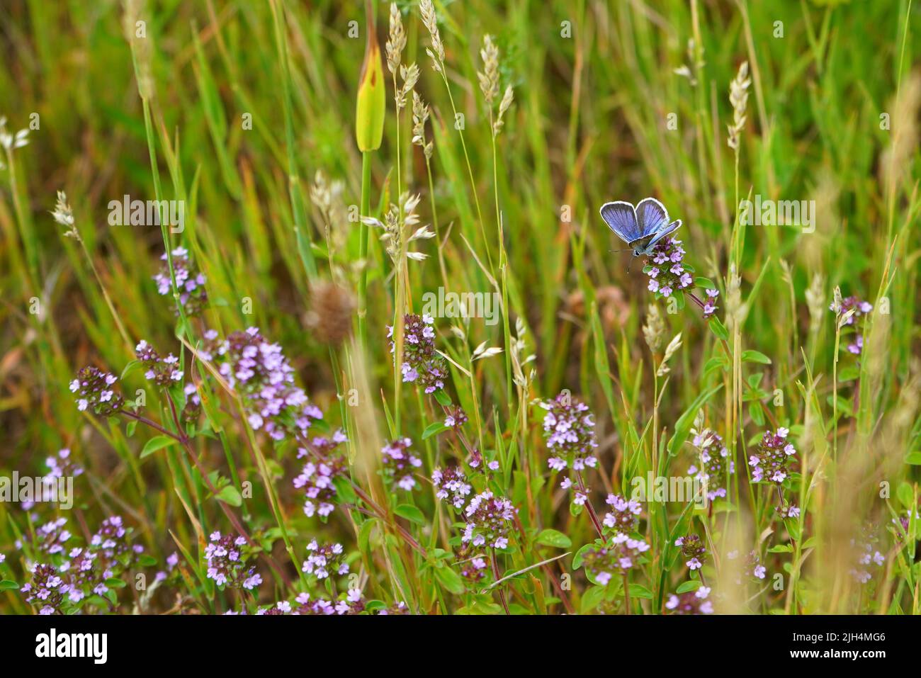Pequeña mariposa azul de la familia lycaenidae en la flor del tomillo salvaje en la pradera en verano Foto de stock