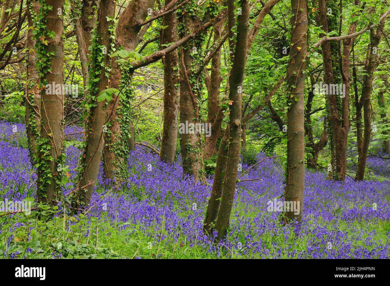 Bluebells en el bosque de Eype abajo cerca de Bridport, Dorset. REINO UNIDO Foto de stock