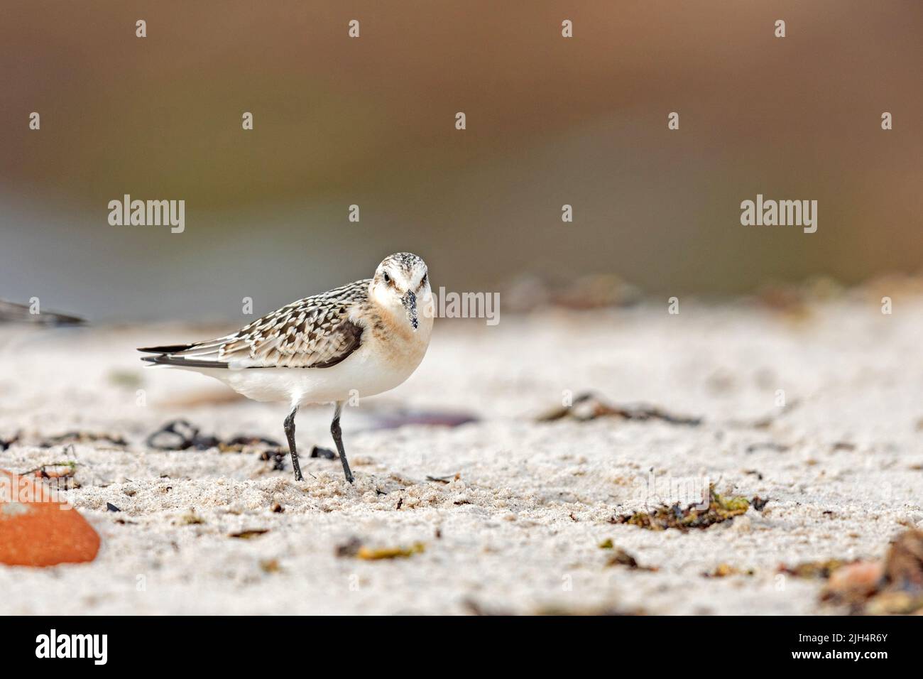 sanderling (Calidris alba), en la playa, contacto visual, Alemania, Schleswig-Holstein, Heligoland Foto de stock
