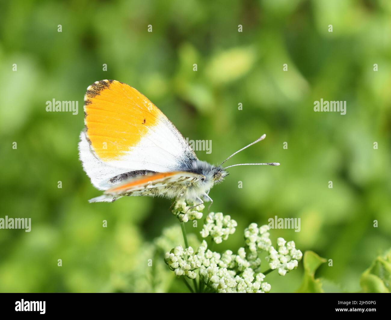 La mariposa de punta naranja Anthocaris cardamines macho sobre flor Foto de stock