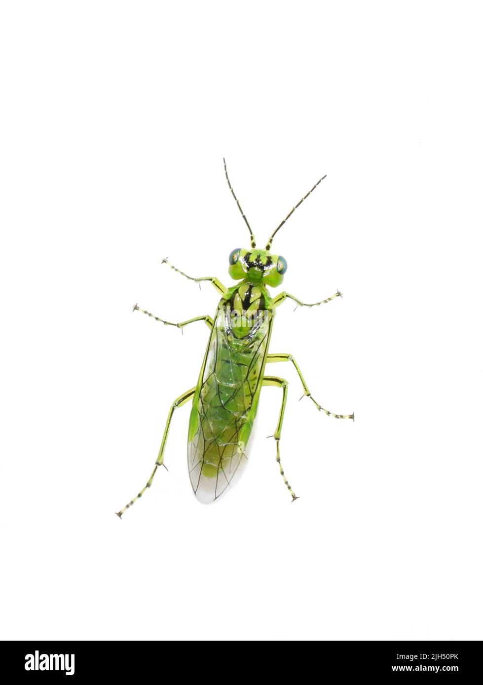 Rhogaster punctulata saw fly verde sobre fondo blanco Foto de stock