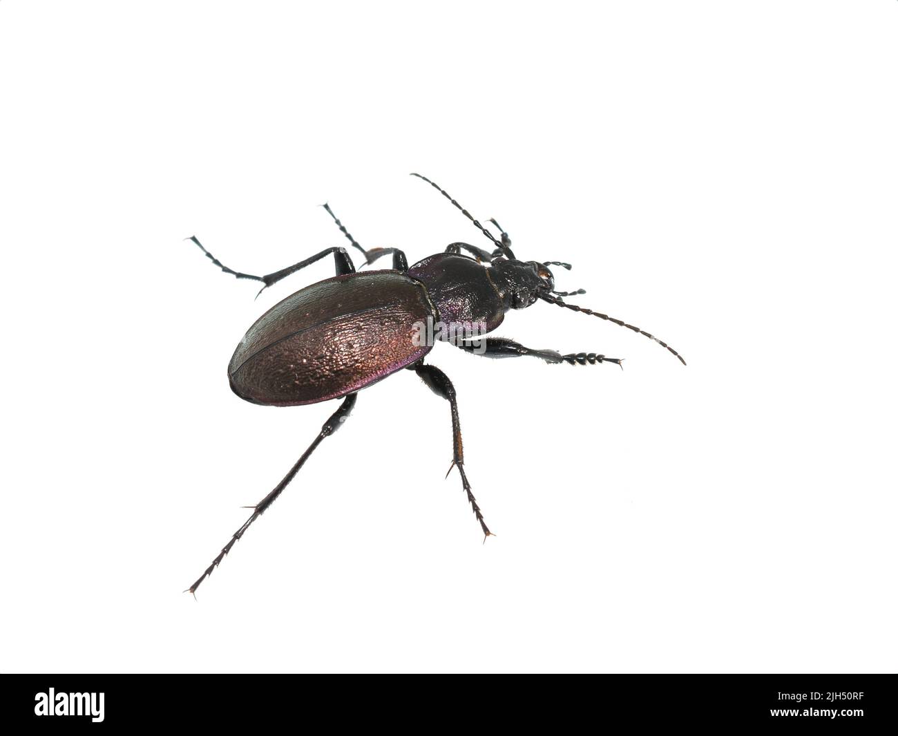 El escarabajo grande y brillante Carabus nemoralis sobre fondo blanco Foto de stock