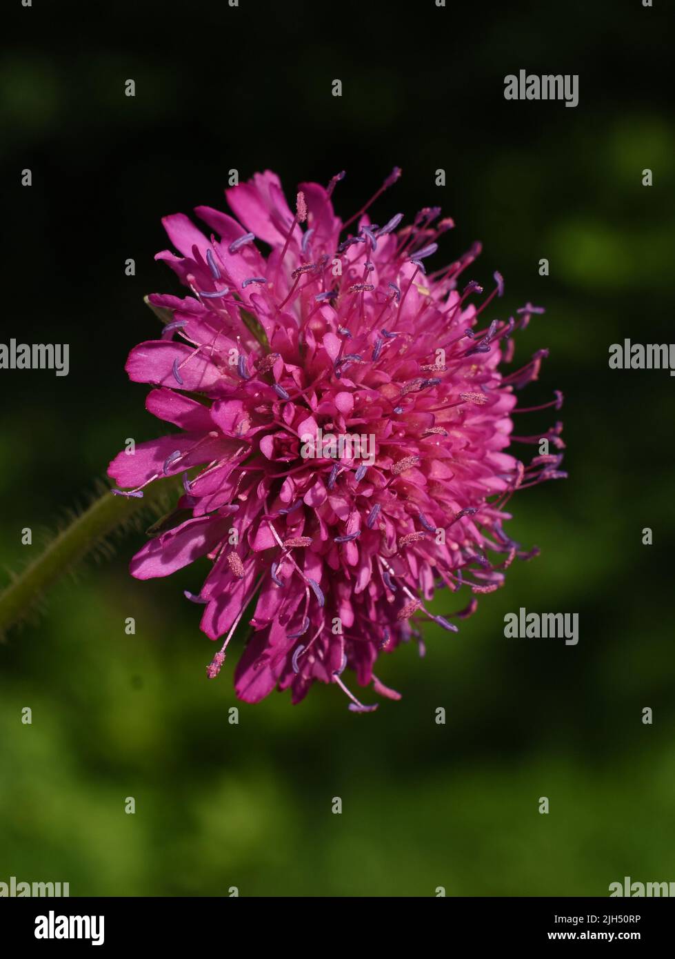 La macedonia espabio Knautia macedonica carmesí flor primer plano Foto de stock