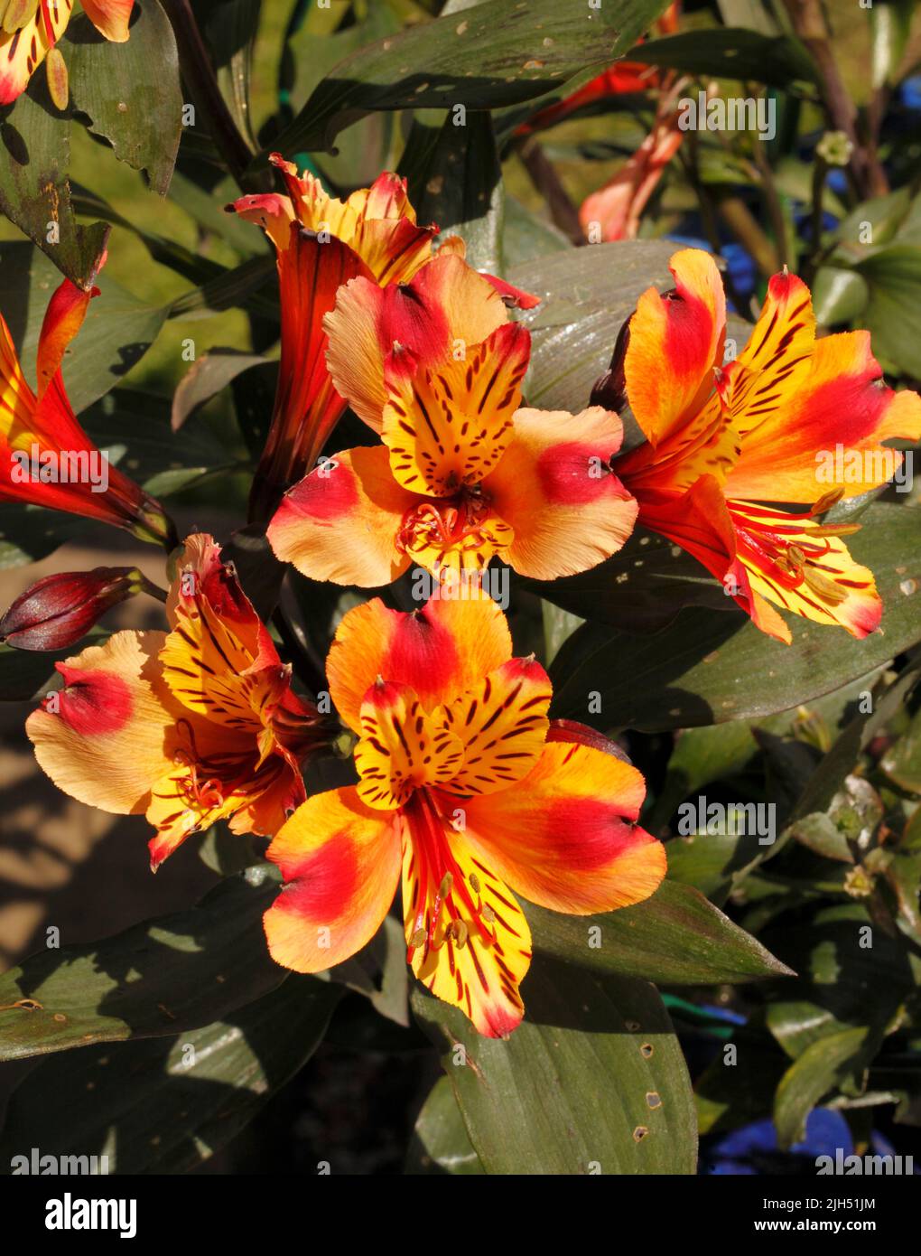 Variedad de Alstroemeria 'Indian Summer'. Lily of the Incas o Lily Peruano. Foto de stock
