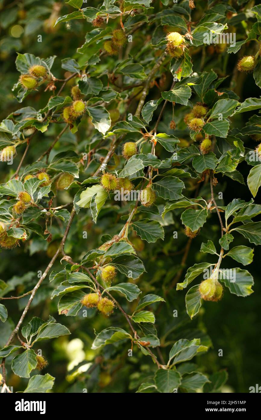 Mástil. Fruto de un árbol de haya todavía en la rama. Fagus sylvatica. Europa. Foto de stock