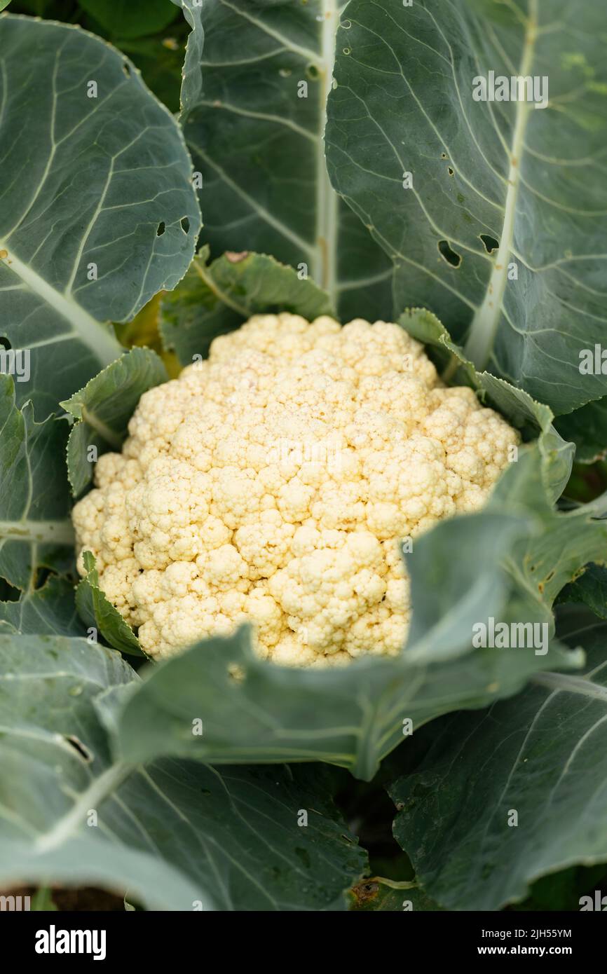 Planta de coliflor orgánica en un huerto Foto de stock