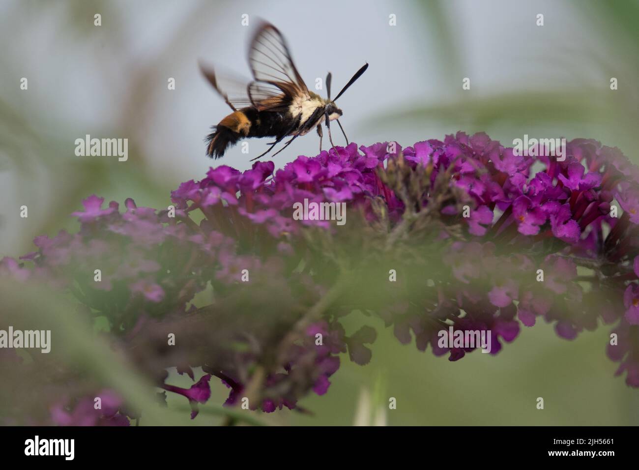 La polilla del colibrí se extiende sobre las flores del arbusto de la mariposa Foto de stock