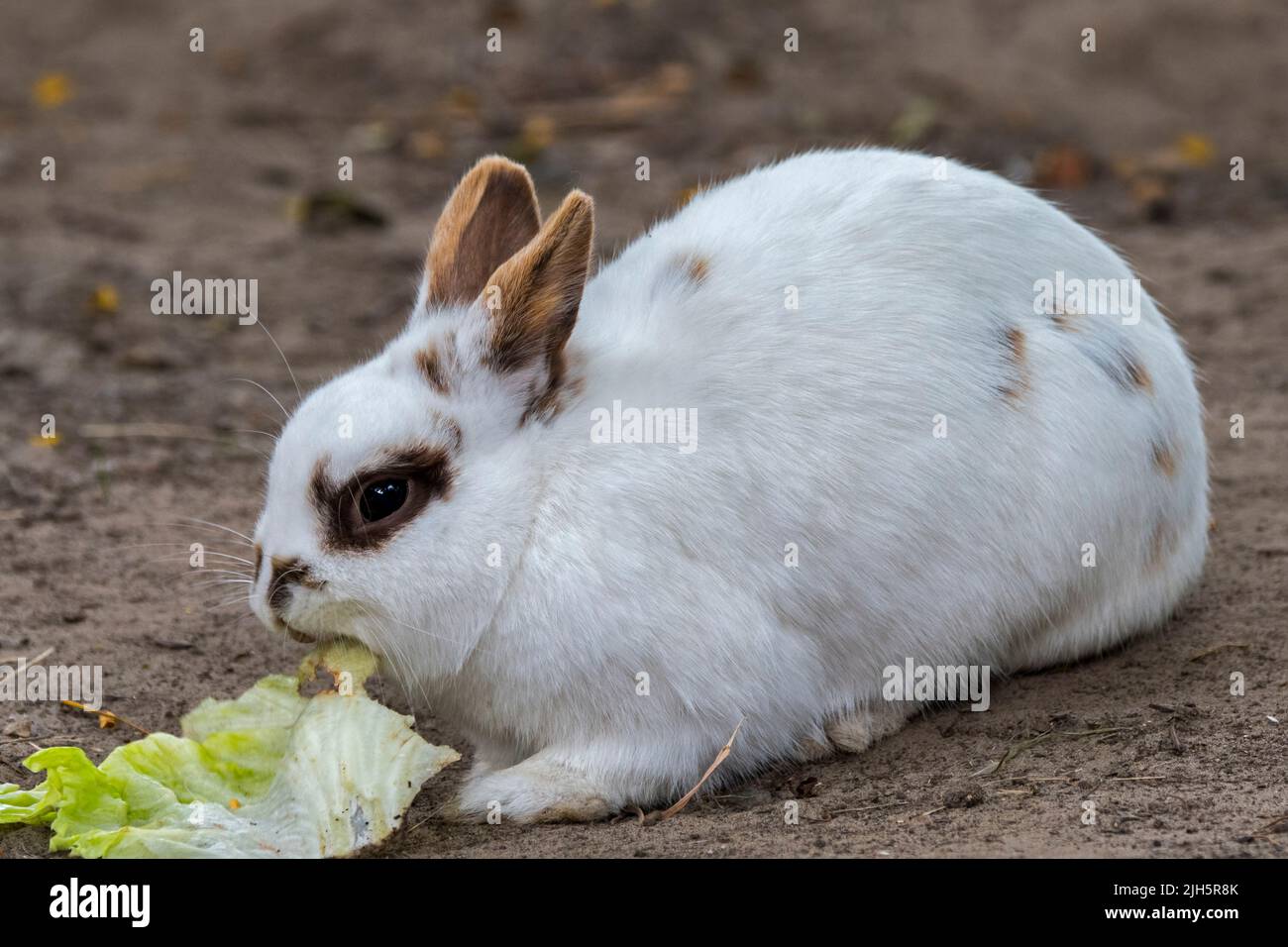 Primer plano de conejo enano blanco doméstico / conejo mascota (Oryctolagus cuniculus domesticus) comiendo hoja de lechuga Foto de stock