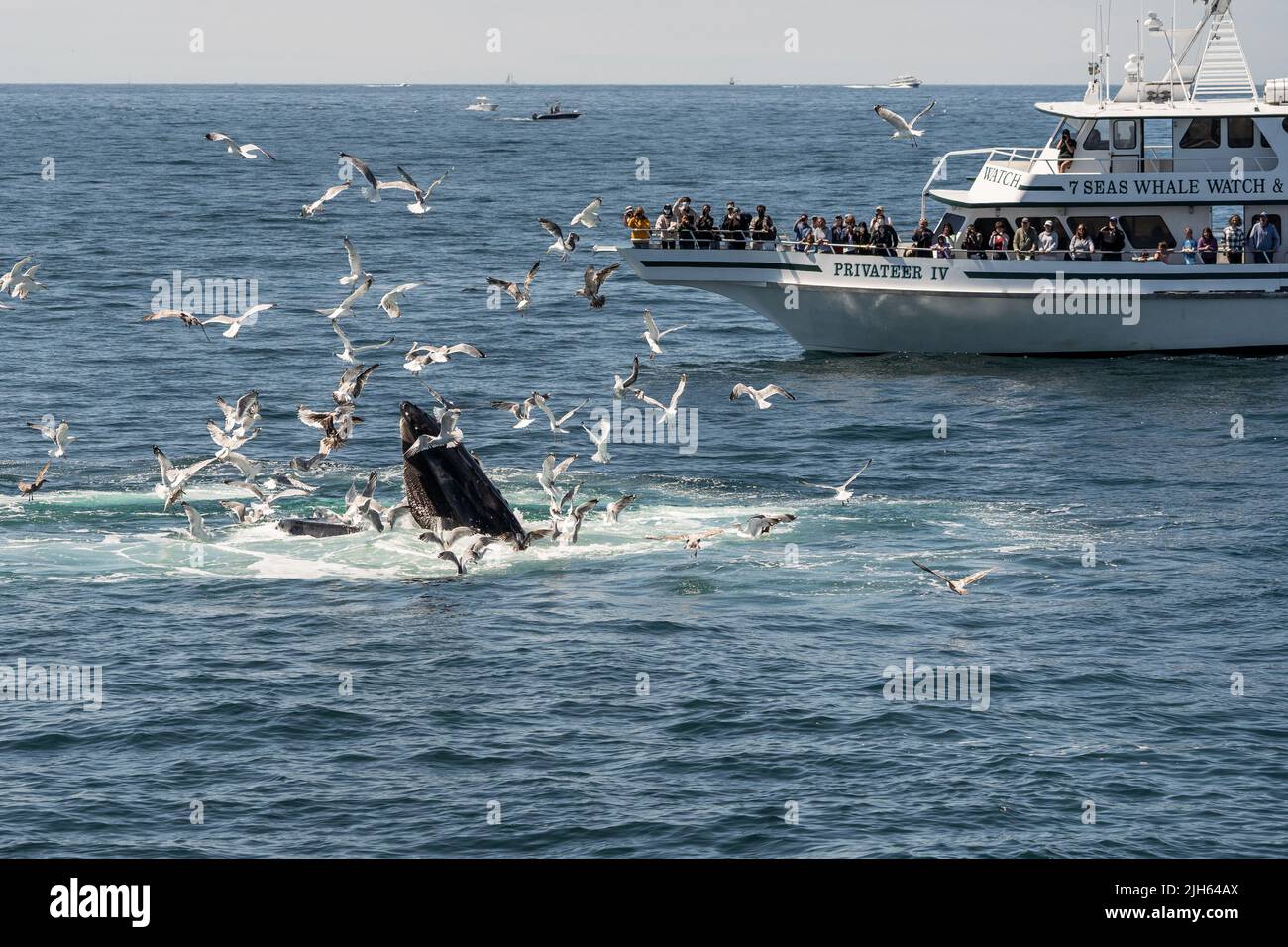 Provincetown, Massachusetts- 7 de julio de 2022: Una ballena jorobada se extiende junto a un barco de avistamiento de ballenas mientras se alimenta con una red de burbujas, frente a la costa de Cape Cod. Foto de stock