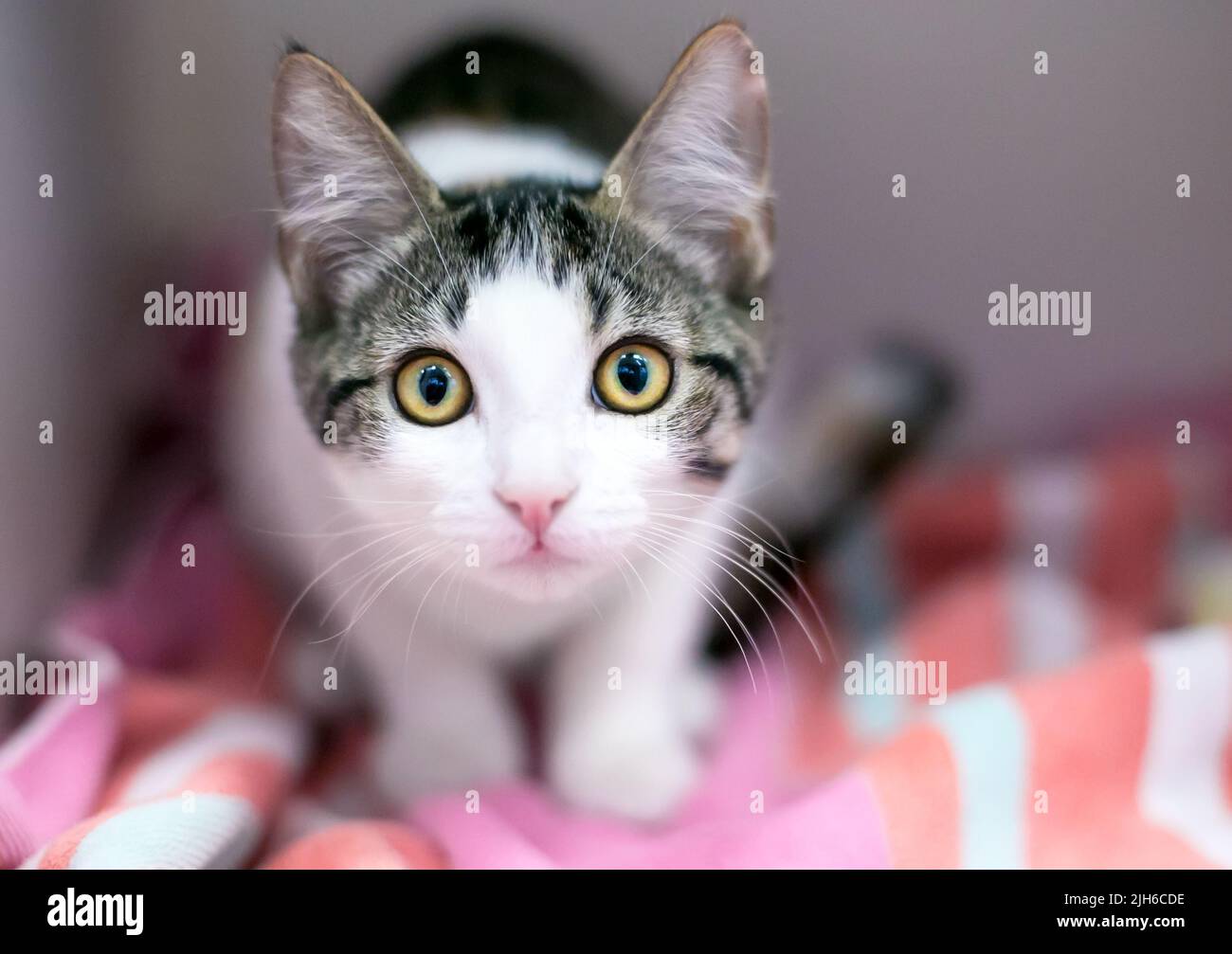 Un gatito shorthair de ojos anchos mirando la cámara con una expresión sorprendida Foto de stock