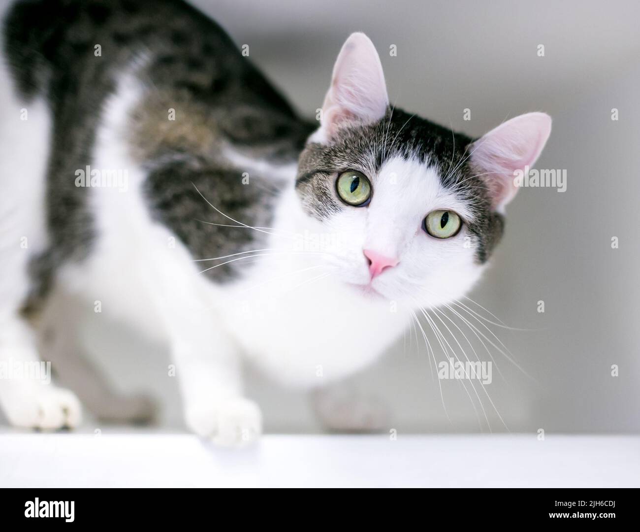 Un gato marrón tabby y blanco shorthair en una posición agachada mirando a la cámara Foto de stock