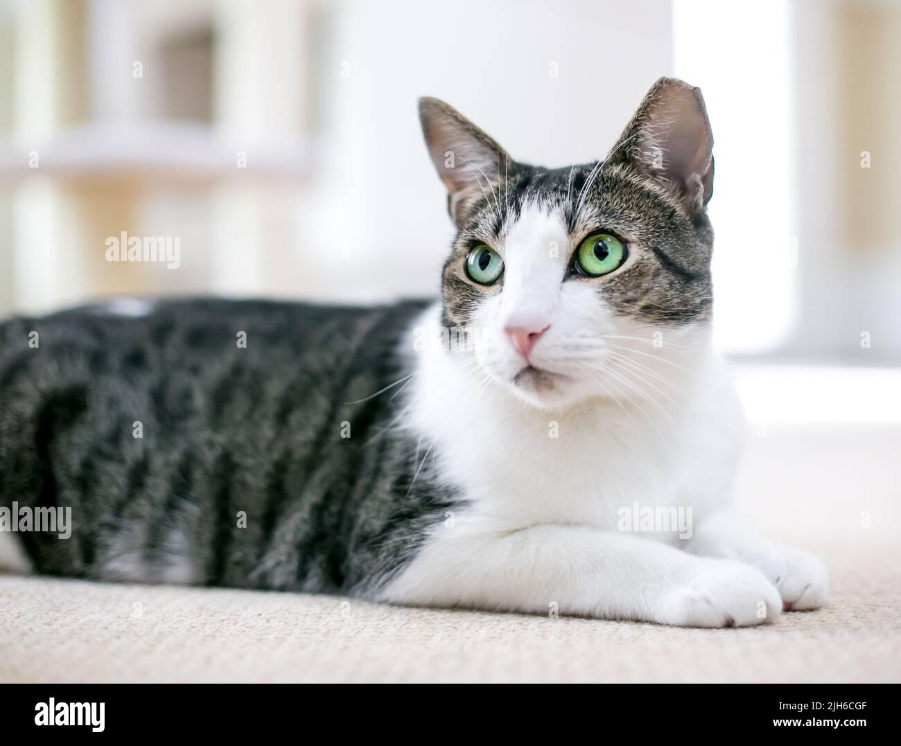 Un gato shorthair con ojos verdes y su oído izquierdo inclinado acostado en una postura relajada Foto de stock