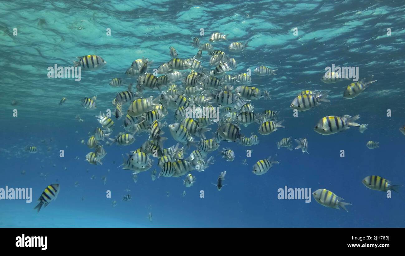 Los peces tropicales de varias especies se alimentan en las aguas superficiales ricas en plancton. Capa de agua rica en plancton visualmente distinguible (raramente vista fenom Foto de stock