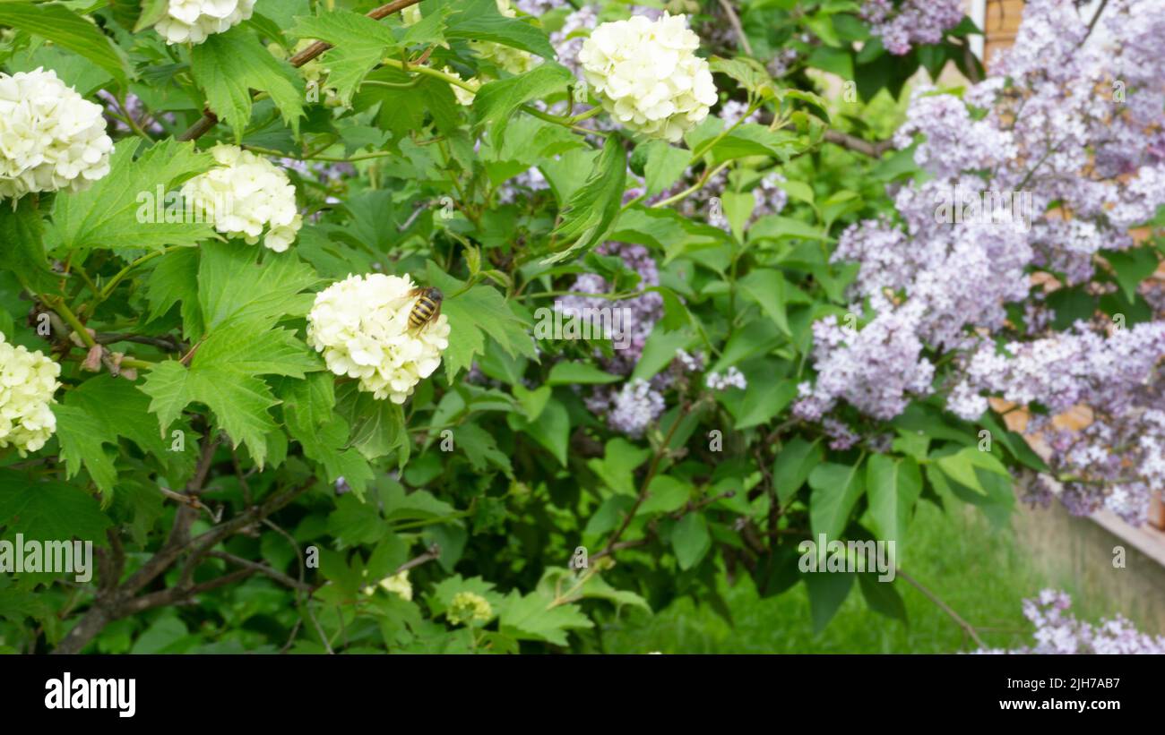 Inflorescencias Blancas De Viburnum En El Follaje Verde Del Arbusto Verano Floración Viburnum 8883