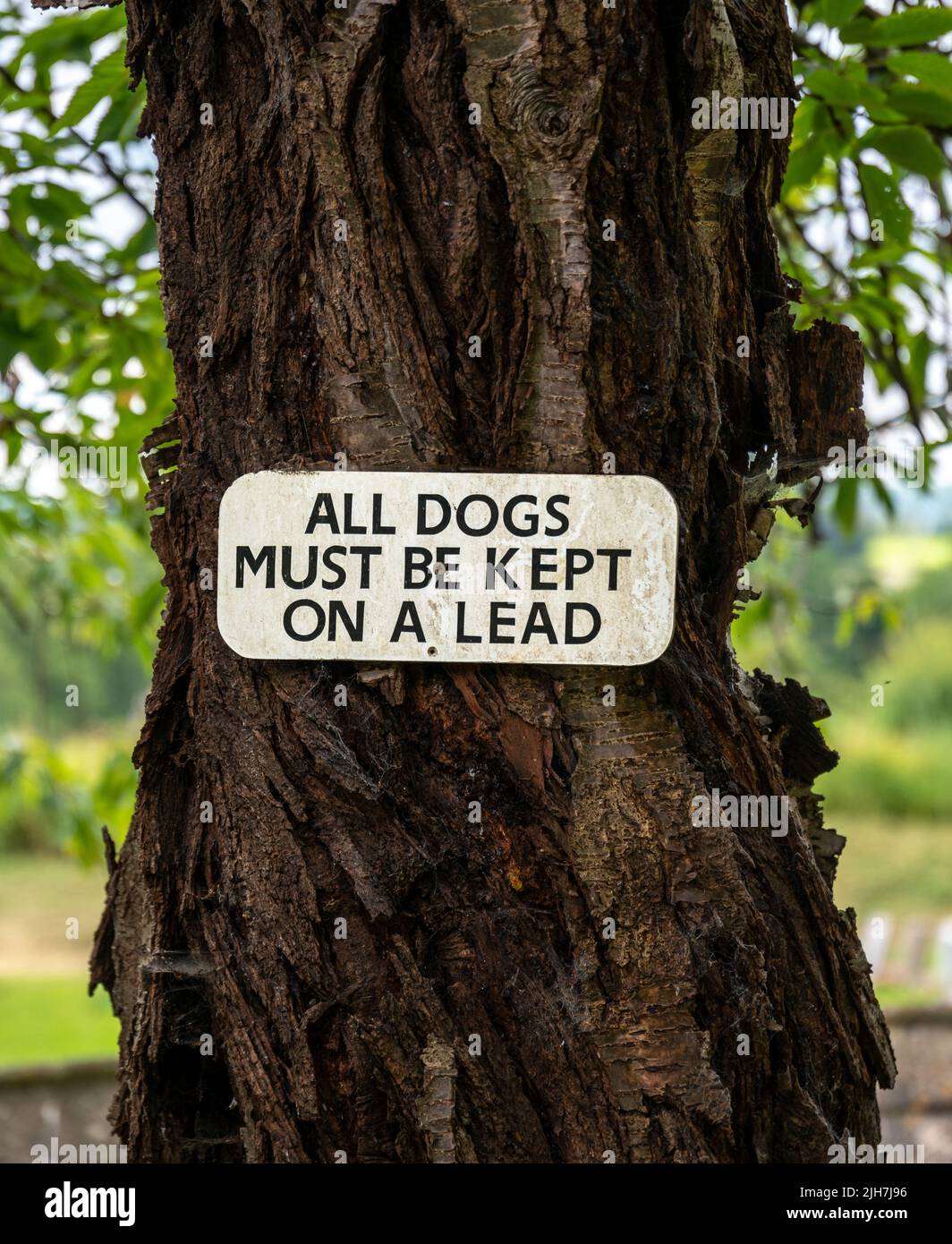 Todos los perros deben mantenerse en un cartel de plomo unido a un árbol viejo Foto de stock