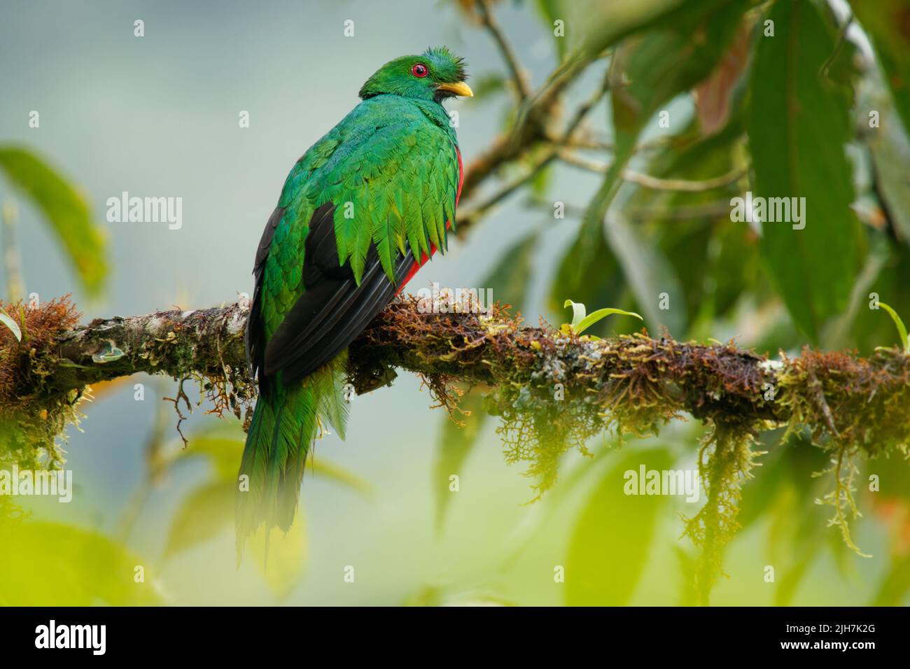 Quetzal Crested - Pájaro verde y rojo Pharomachrus antisianus nativo de América del Sur, encontrado en Bolivia, Colombia, Ecuador, Perú y Venezuela en el subtr Foto de stock