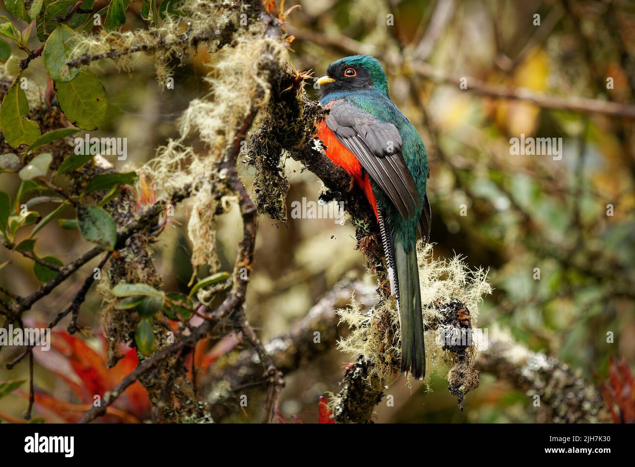 Trogon enmascarado - Trogon personatus ave verde y roja en Trogonidae, común en los bosques húmedos de las tierras altas de América del Sur, principalmente los Andes y tepuis, fe Foto de stock