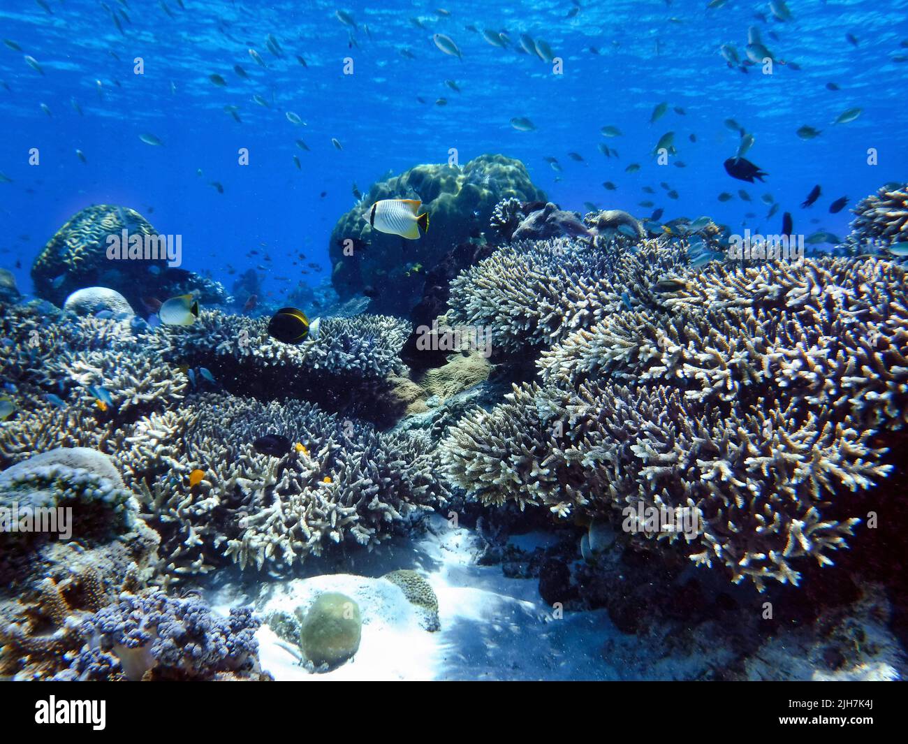 Indonesia Alor Island - Arrecife de coral con peces Foto de stock