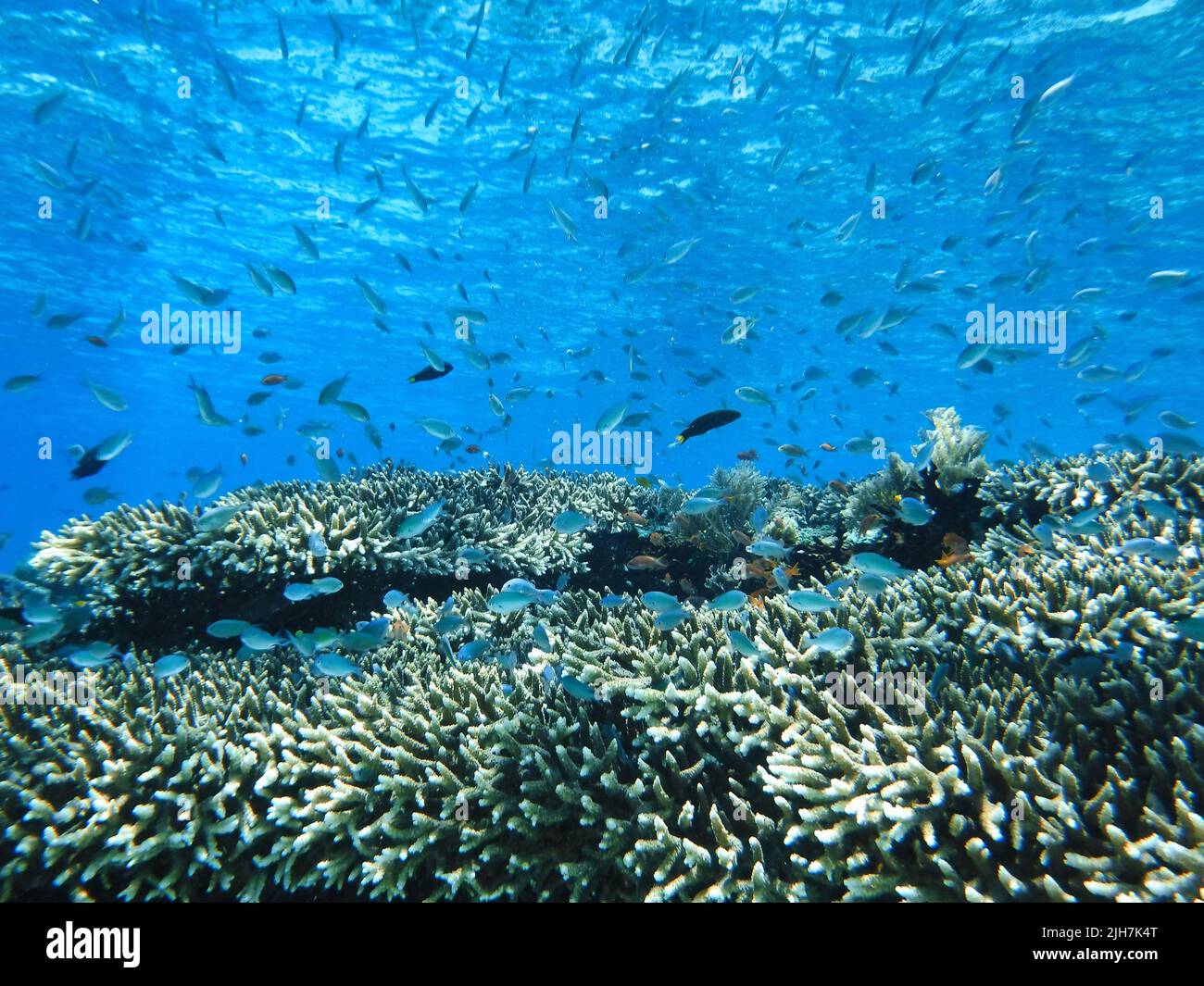 Indonesia Alor Island - Arrecife de coral con peces Foto de stock