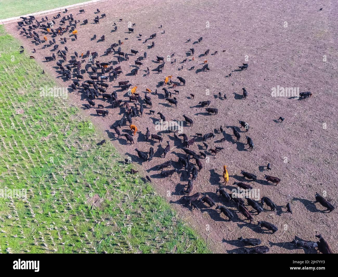 Rebaño de ganado en el Campo Pampas, animales criados en pastos naturales, Provincia de La Pampa, Patagonia, Argentina. Foto de stock