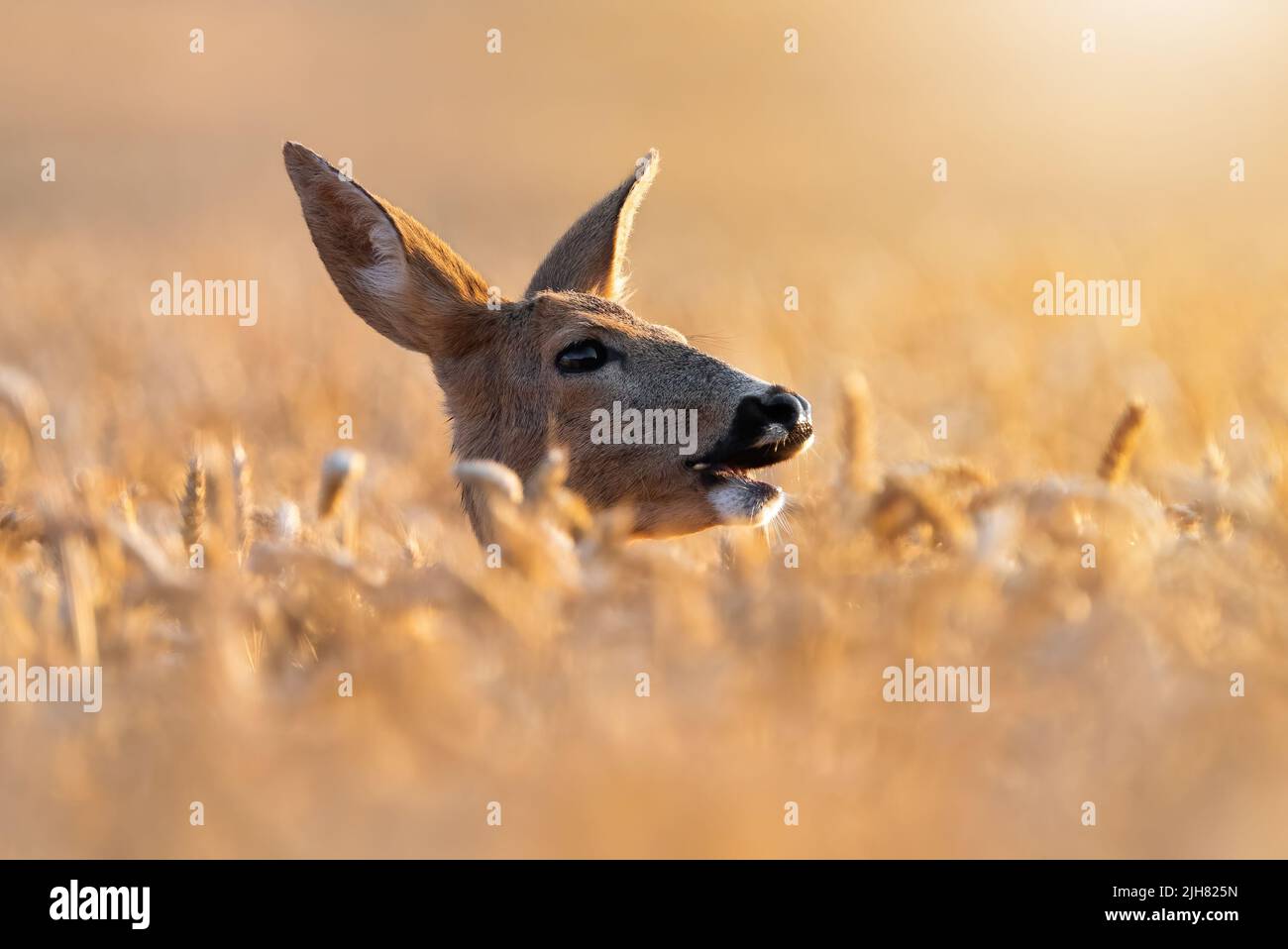 Ciervo roe asomando del grano en la hora dorada Foto de stock