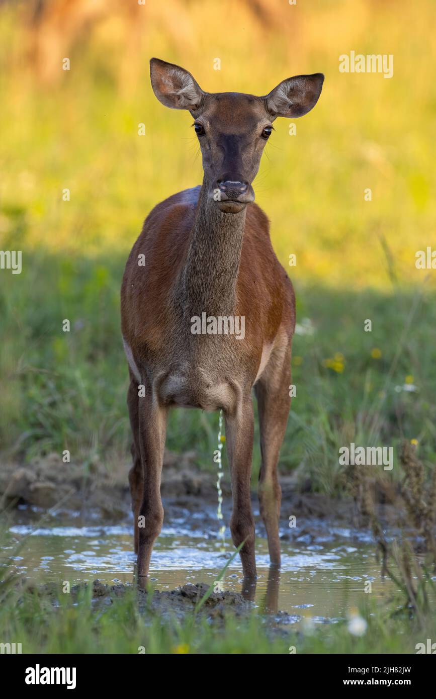Ciervo rojo peinando al agua en pradera en plano vertical Foto de stock