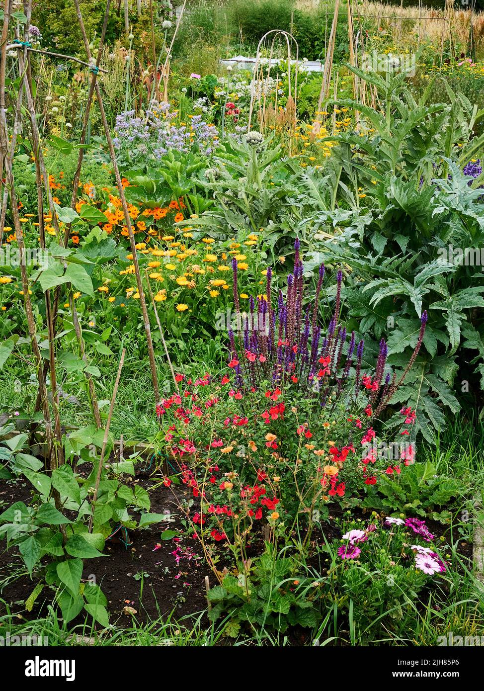 Rincón colorido de un huerto de Somerset donde las hierbas y las flores vegetales coexisten para aumentar la biodiversidad y alentar a los polinizadores Foto de stock
