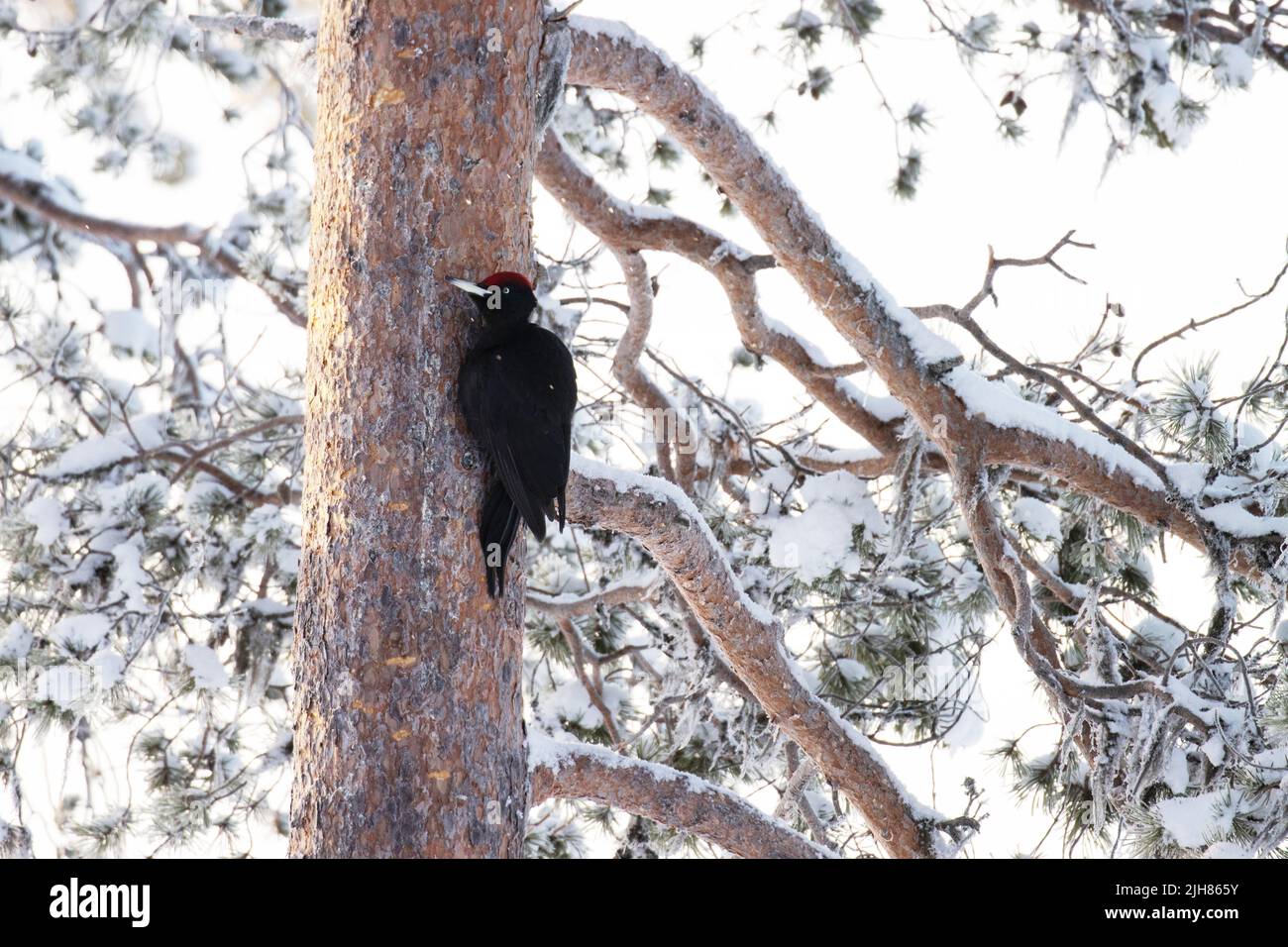 Pájaro carpintero negro, Dryocopus martius en un tronco de pino en el norte de Finlandia. Foto de stock