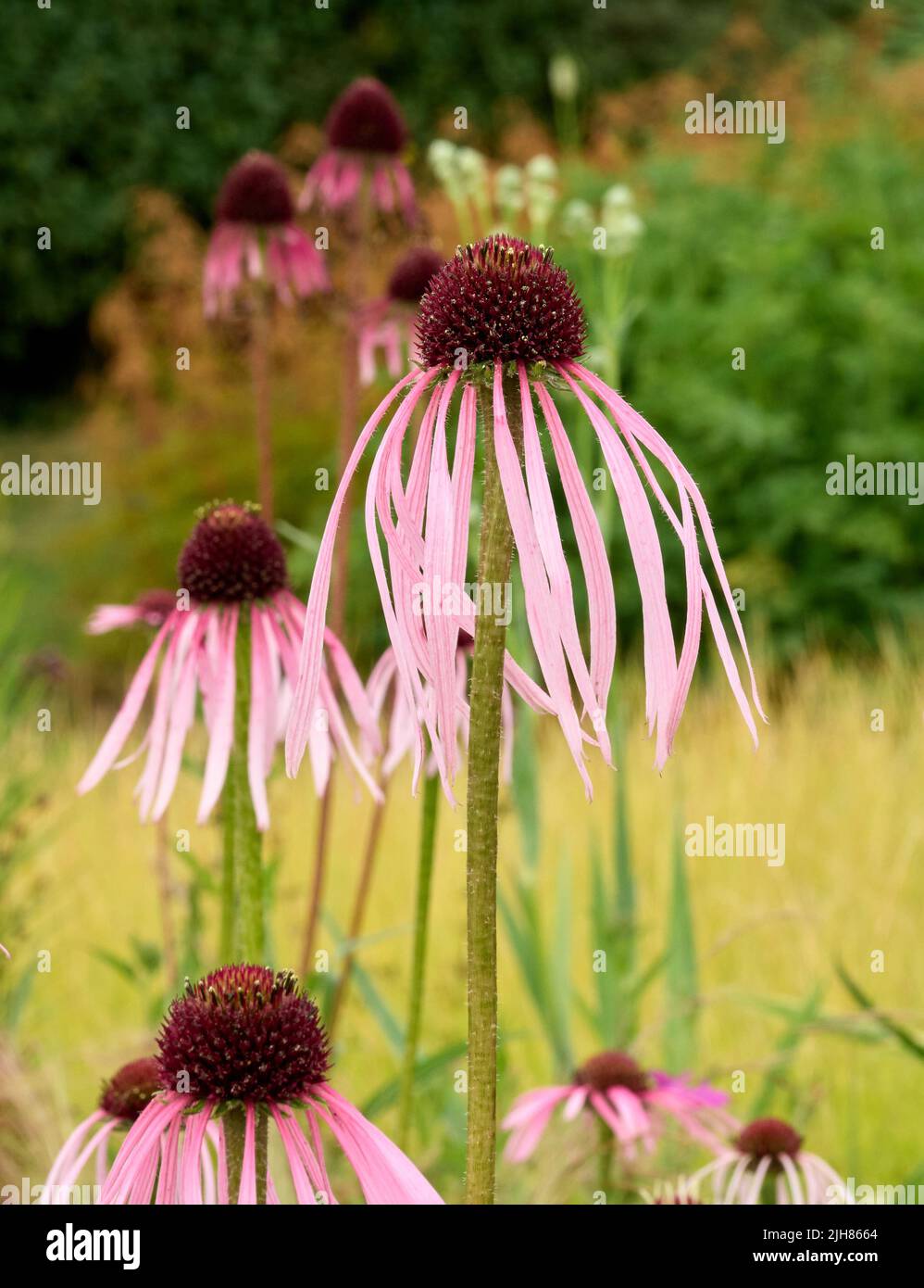 Forma rosa de descenso de la aguja Echinacea pallida formando un punto focal llamativo de una frontera herbácea en Somerset Reino Unido Foto de stock