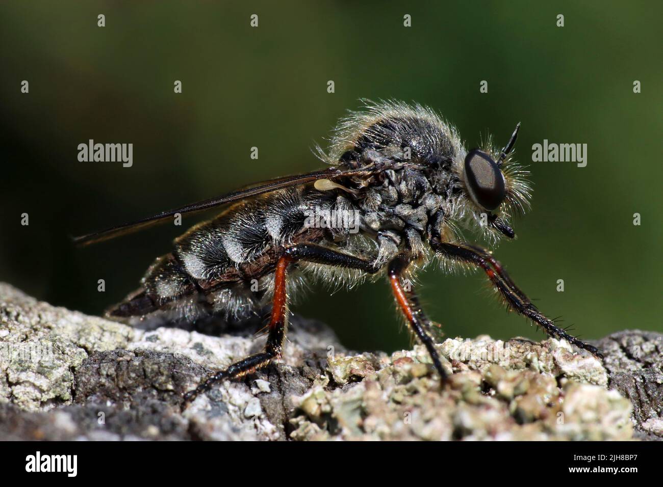 Mosca Robberfly de pata delgada - Leptarthrus brevirostris Foto de stock
