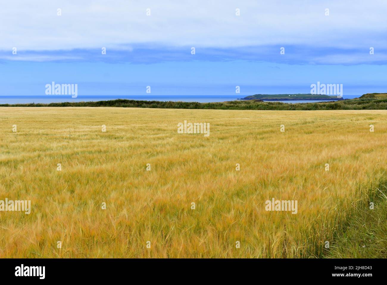 Campo de trigo y vistas al mar, Marloes, Pembrokeshire, Gales Foto de stock