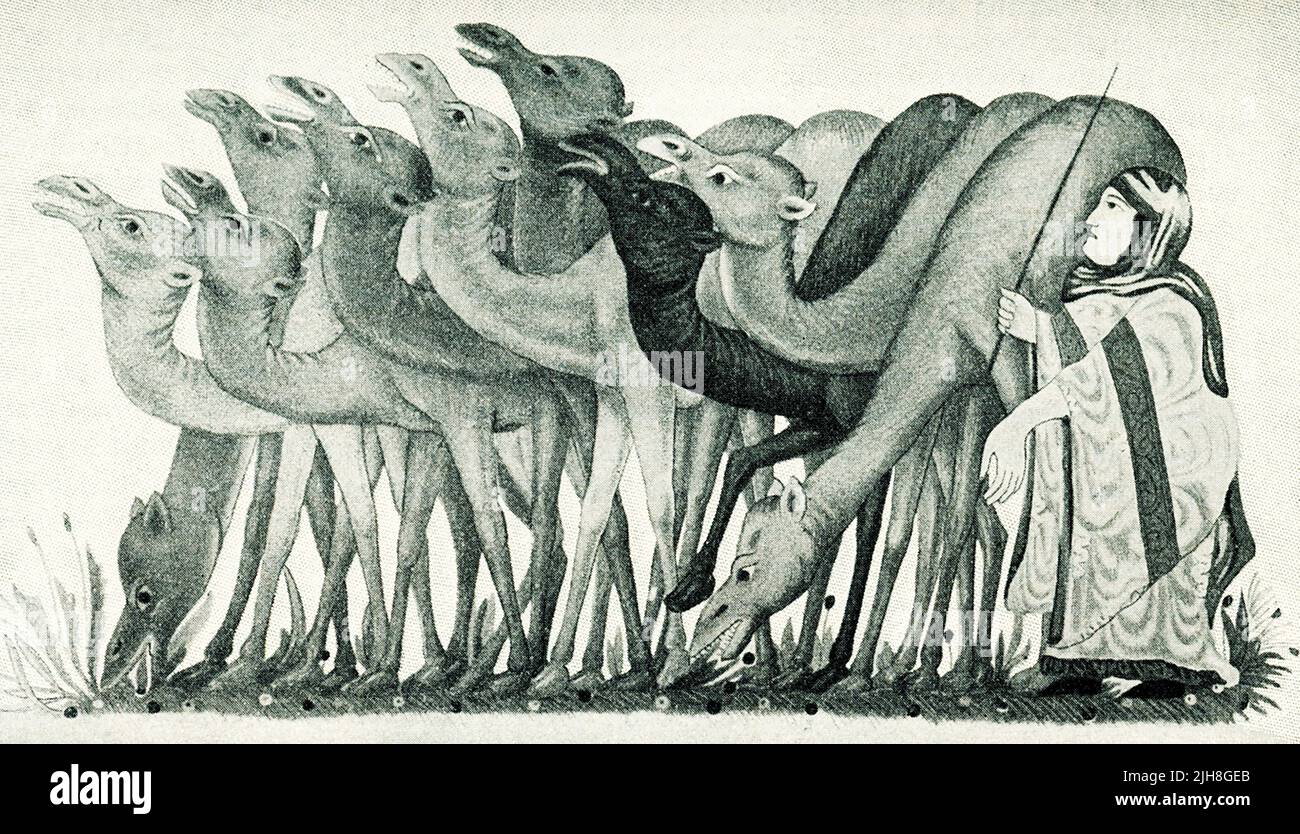 Esta imagen de 1910 muestra una manada de camellos con una caravana de camellos. Esta miniatura árabe acompañaba a Maqamat al-Hariri (también conocido como las Asambleas de Hariri), una colección de unas 50 historias escritas en estilo maqama, una mezcla de verso y prosa literaria, de Al-Hariri de Basora (fallecido en 1122), poeta árabe, erudito de la lengua árabe, Y alto funcionario del gobierno de los Seljuks. Foto de stock