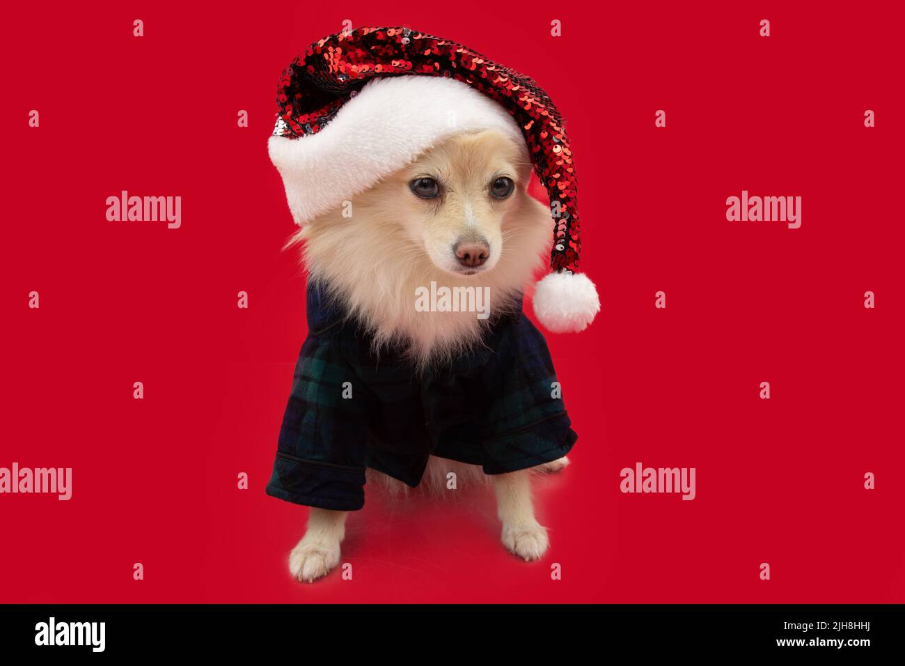 Perro de Pomerania que celebra la navidad con una pijama a cuadros y un sombrero de santa claus. Aislado sobre fondo rojo Foto de stock