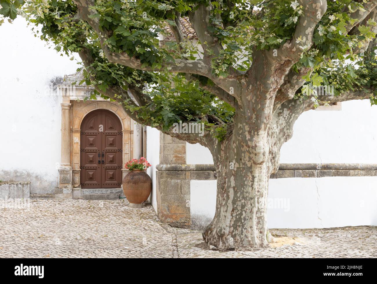 La ciudad de Óbidos, Portugal: Vista detallada de la iglesia de Santa María con un árbol enorme Foto de stock