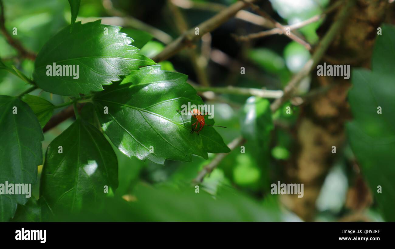 Planta de zapato negro fotografías e imágenes de alta resolución - Alamy