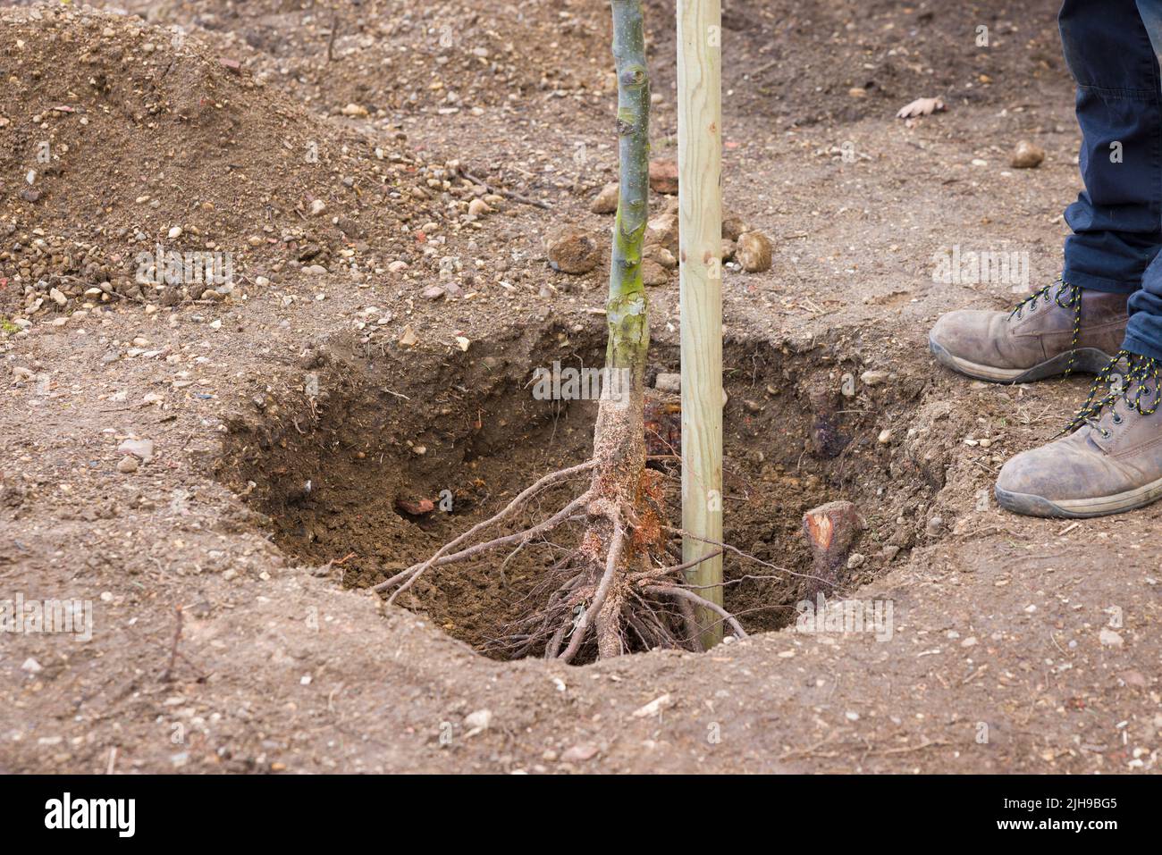 Plantar y estampar una raíz desnuda en un agujero en un jardín del Reino Unido. Chanticlear ornamental pera árbol estándar. Foto de stock