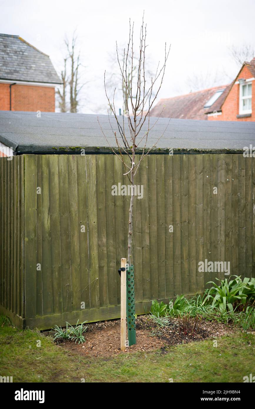 Plantación de árboles en el jardín del Reino Unido en invierno. Pera ornamental Chanticlear con estaca y protector de árboles Foto de stock