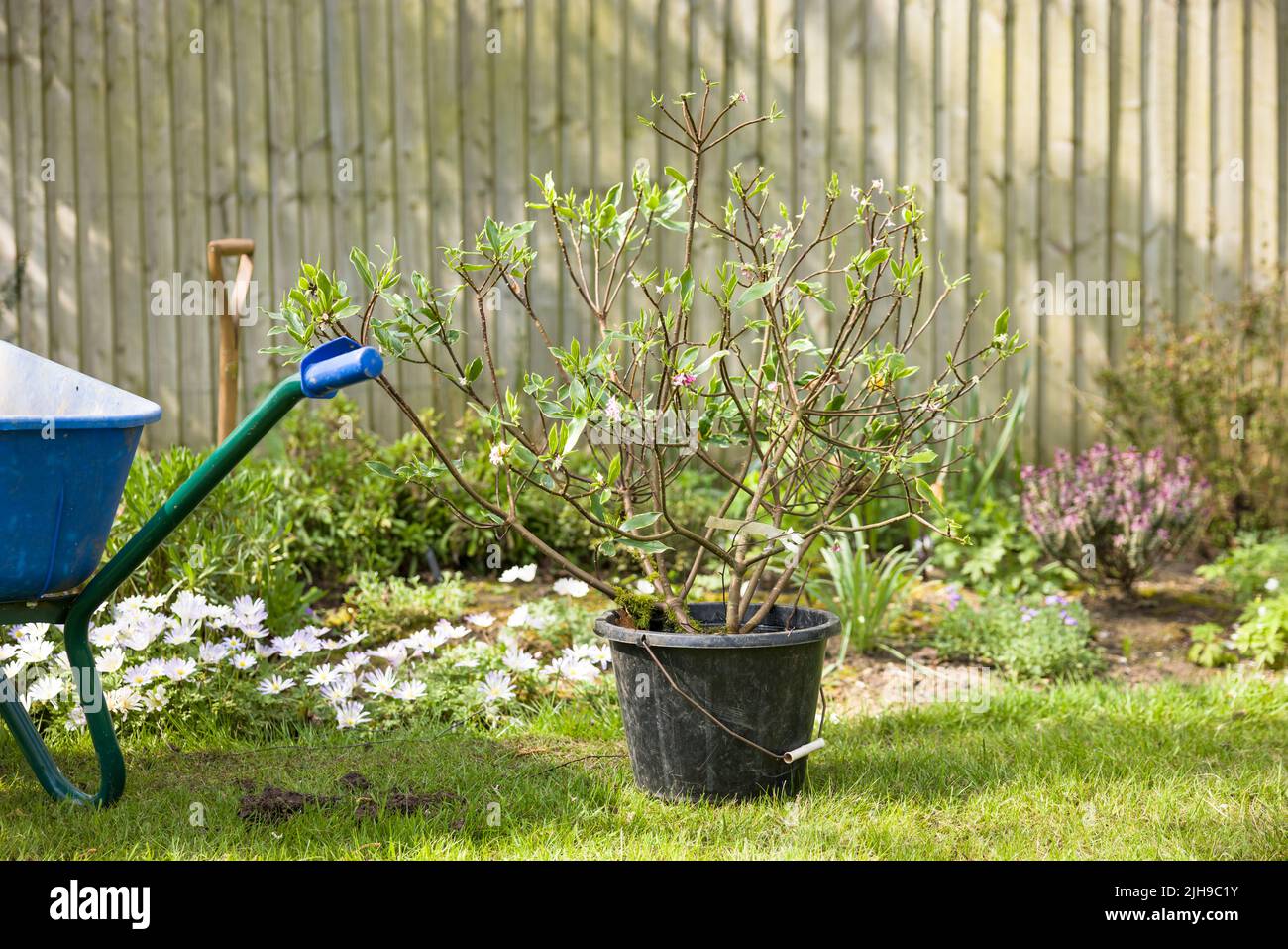 Jardín del Reino Unido escena, la plantación de plantas (daphne arbusto) en un lecho de flores en primavera Foto de stock