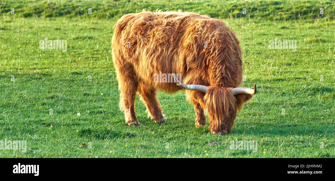 Un ganado de tierras altas pastando en un campo por la mañana. Un animal de granja marrón parado en un prado mientras que come hierba verde fresca. Longitud completa de una vaca Foto de stock