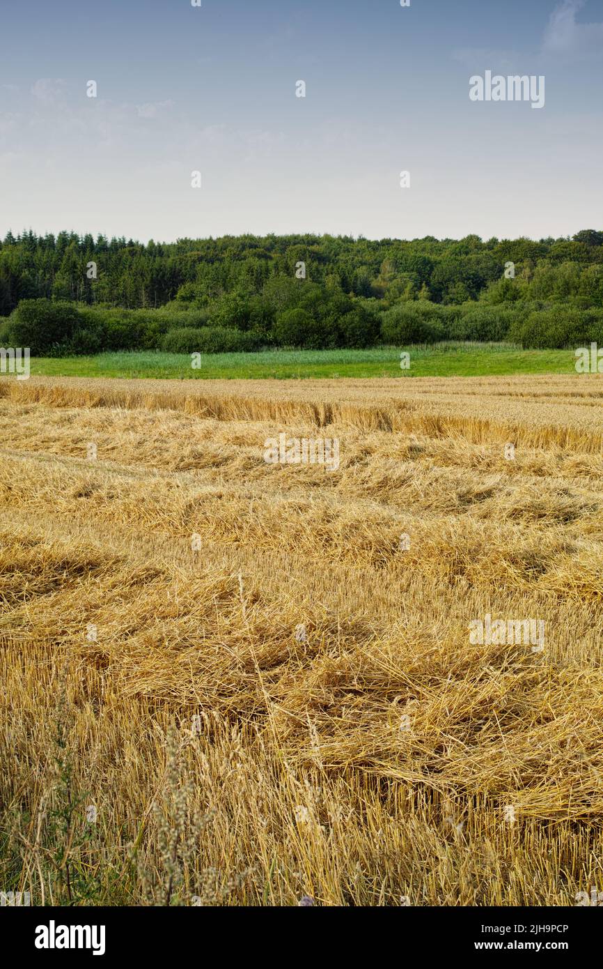 Un campo de maíz abierto o prado con hierba marrón y árboles verdes contra el horizonte bajo el espacio de copia del cielo azul claro durante el verano. Gran área de Foto de stock